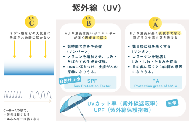 紫外線の人体への影響と防ぐための指標