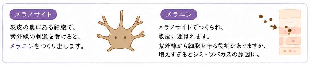 m-ピクセノールによるメラニン微細化と排出サポートの仕組みを説明したイラスト