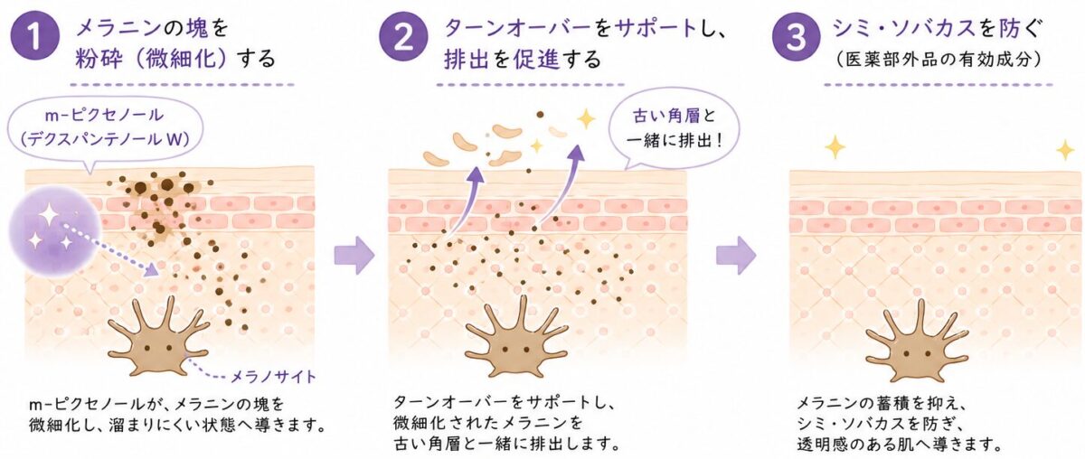 m-ピクセノールによるメラニン微細化と排出サポートの仕組みを説明したイラスト